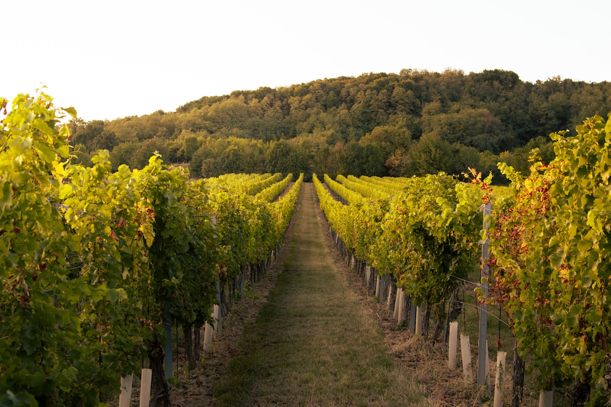 Vineyard rows in the Annapolis Valley wine region